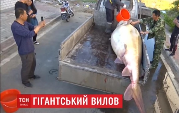 В Китае рыбак поймал гигантскую рыбу калугу