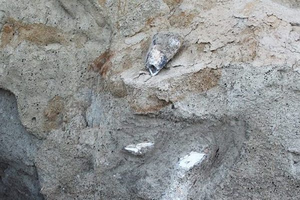 В Одесской области нашли останки мамонта (фото)