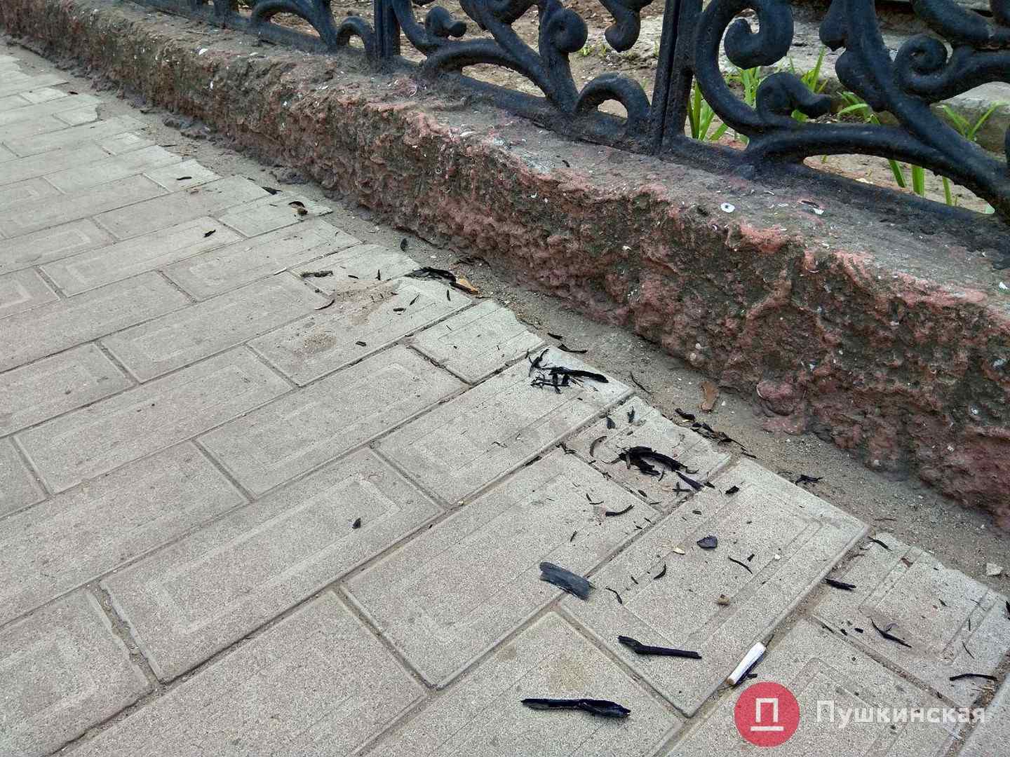 В центре Одессы снова летает сгоревший камыш. Фото, видео
