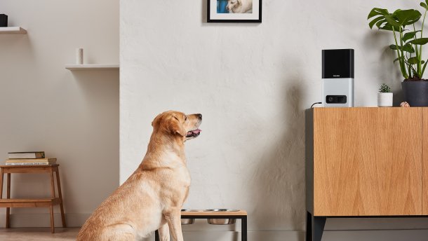 Всесвітньо відомий винахід Petcube, або Ґаджет для тварин від українців