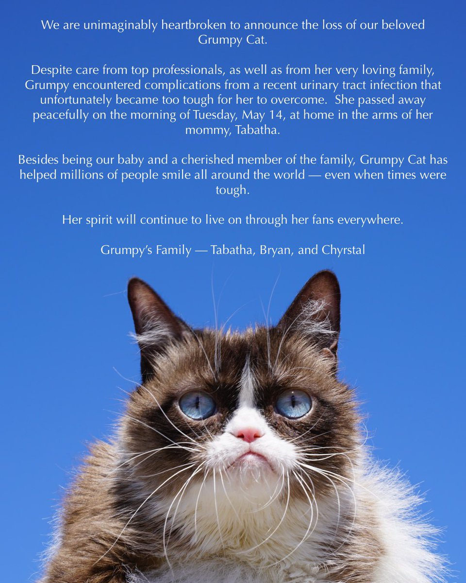 Легендарная кошка-мем Grumpy Cat умерла от тяжелой болезни (ФОТО)