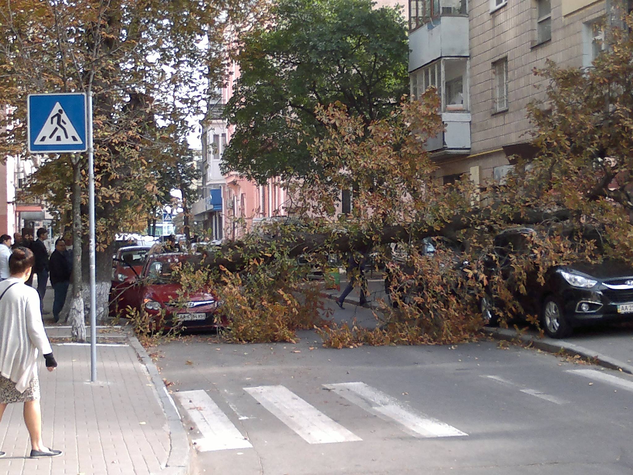 В центре Киева дерево рухнуло на припаркованные автомобили