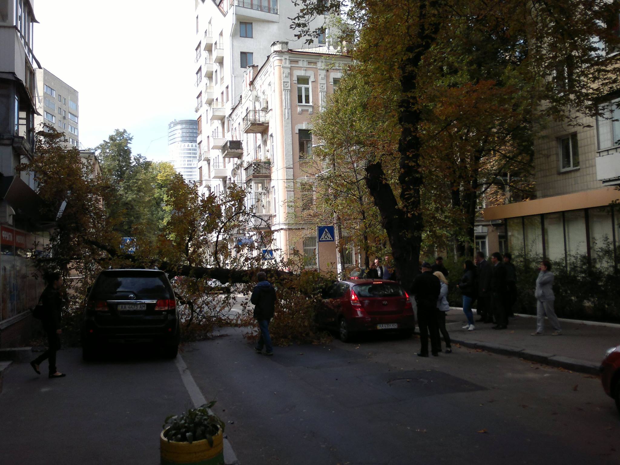 В центре Киева дерево рухнуло на припаркованные автомобили