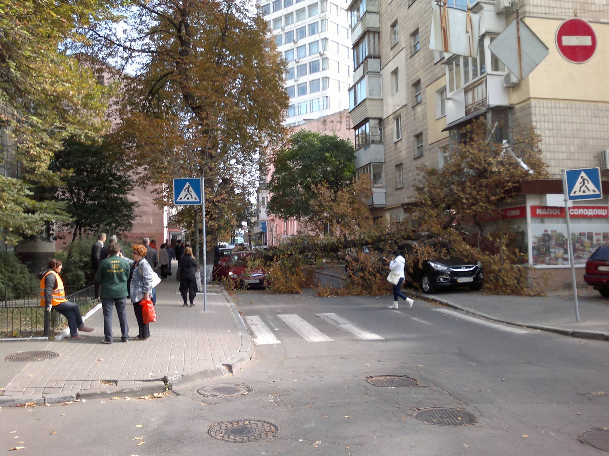 В центре Киева дерево рухнуло на припаркованные автомобили