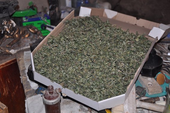 В Николаевской обл. изъяли конопли почти на 300 тыс. грн